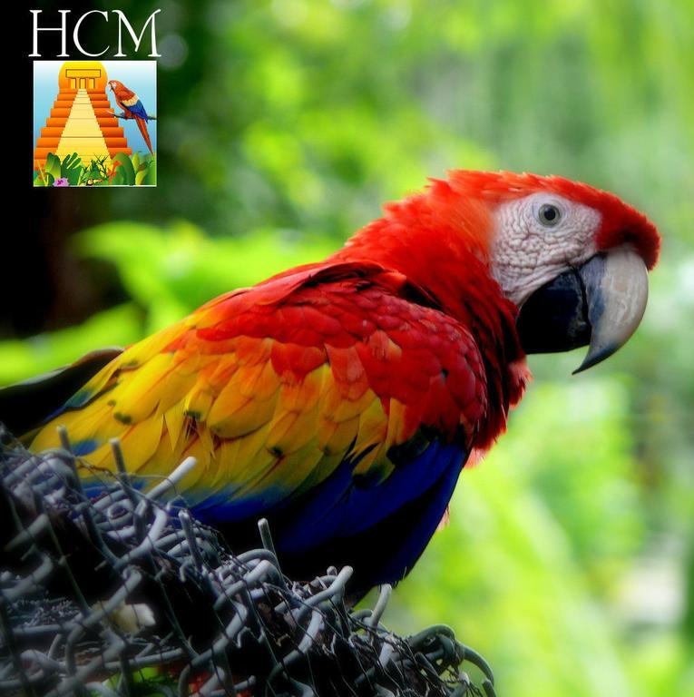 Hotel Ciudad Blanca Copán المظهر الخارجي الصورة